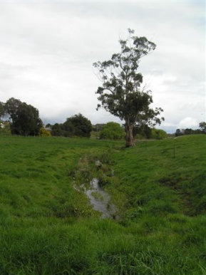 GGE Habitat On Better Drained Right Bank Only