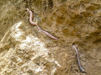 Giant Gippsland Earthworm