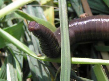 Giant Gippsland Earthworm
