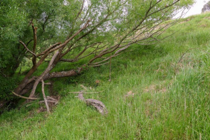 GGE Habitat In Upper Terraces Of Creek Banks