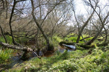 GGE Habitat Above The Lower Flood Zone