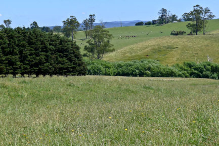 Example of GGE Habitat on South Facing Hillslopes - Note Obvious Underground Spring That Supports GGE Habitat