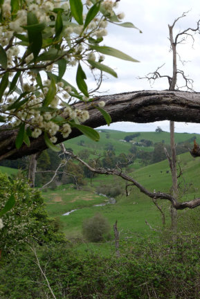 Giant Gippsland Earthworm Habitat
