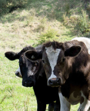 Cows