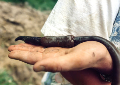Swollen Clitellum That Secretes Cocoon