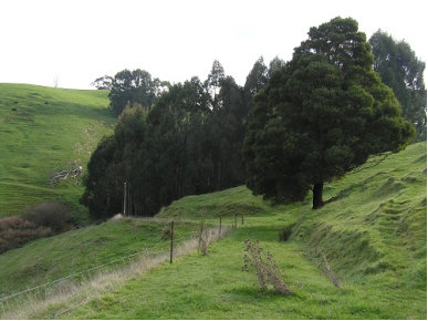 Eucalypt Plantations