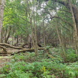 Strzeleckis Warm Temperate Rainforest dominated by Muttonwood, Cape Liptrap area