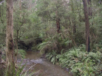 Mature Riparian Forest, Central Highlands
