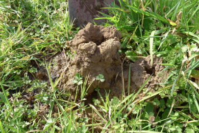 Burrowing Crayfish Chimneys and Buttercups - indicators of typical GGE habitat