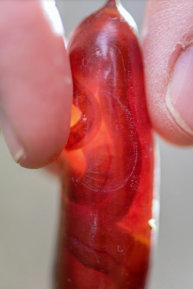 Growing Worm Inside Egg Cocoon