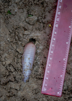 Tail of end of Giant Gippsland Earthworm (GGE) moving through burrow