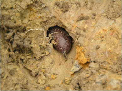 Egg Cocoon In Soil Chamber