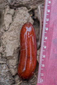 Egg Cocoon