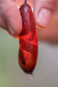 Growing Worm Inside Egg Cocoon