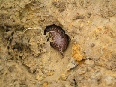 Egg Cocoon In Soil Chamber