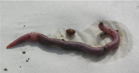 Adult Introduced Worm (Note Swollen Clitellum) And Egg Cocoon.