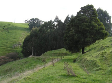 Eucalypt Plantations