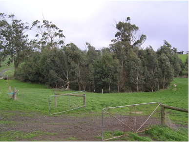 Dense Revegetation Of GGE Habitat