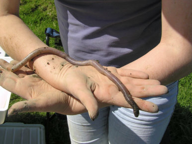 Newly Hatched Giant Gippsland Earthworm. Note The Dark Purple Head And Absence Of Ditellum.